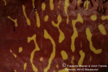 Orbea macloughlinii (FH05,141) 005 – Asclepidarium