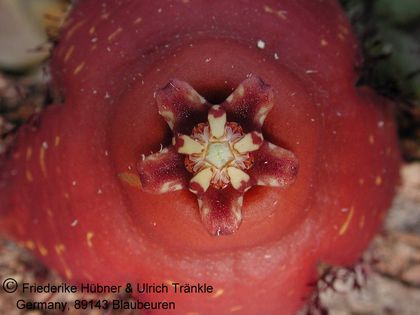 Orbea macloughlinii (SE Bunting) 5 – Asclepidarium