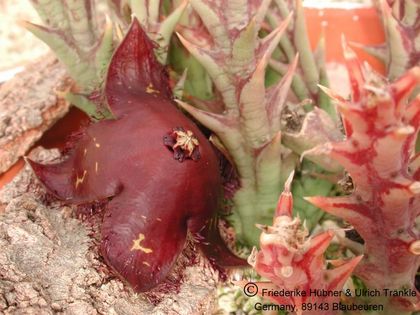 Orbea macloughlinii (SE of Bunting Ville) (FH04,031) 001 – Asclepidarium