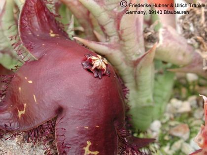 Orbea macloughlinii (SE of Bunting Ville) (FH04,031) 002 – Asclepidarium