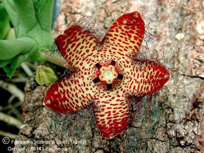 Orbea macloughlinii (Steinfeld) 001 – Asclepidarium