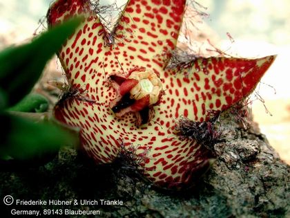 Orbea macloughlinii (Steinfeld) 004 – Asclepidarium