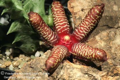 Orbea maculata subsp rangeana (FH07,193) 003 – Asclepidarium
