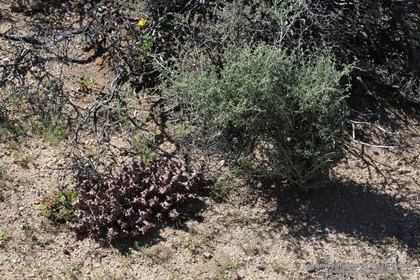 Orbea namaquanum 2111 – Asclepidarium