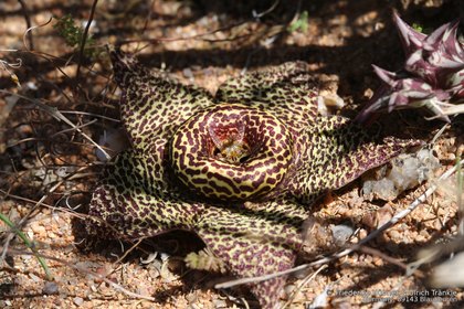 Orbea namaquensis 1177 – Asclepidarium