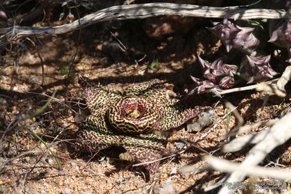 Orbea namaquensis 1178 – Asclepidarium