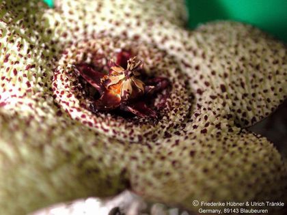 Orbea pulchella Corolla – Asclepidarium
