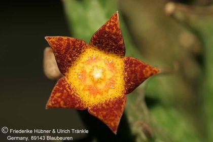 Orbea schweinfurthii (Bitterfontain) (FH02,008) 002 – Asclepidarium