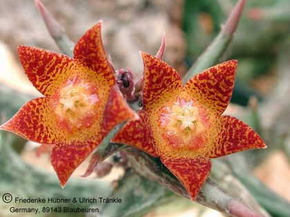 Orbea schweinfurthii (sec clone ) 006 – Asclepidarium