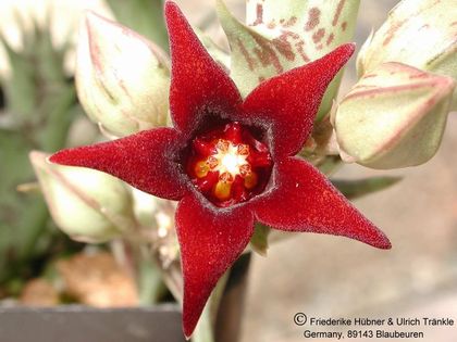 Orbea semitubiflora 13HT – Asclepidarium