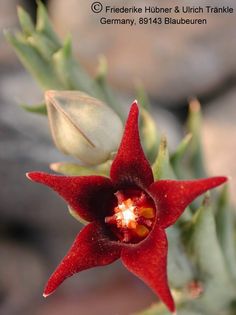 Orbea semitubiflora 3 – Asclepidarium