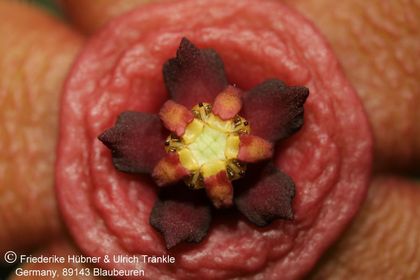 Orbea semota var lutea (FH04,046) (ex T. Mohn) 007 – Asclepidarium