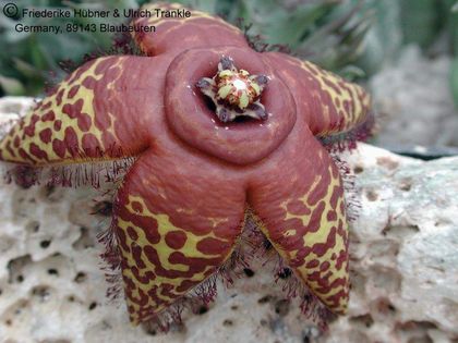 Orbea semota var semota 1 – Asclepidarium