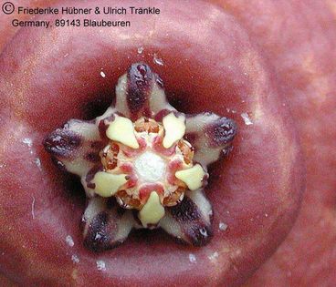 Orbea semota var semota Ausschnitt – Asclepidarium