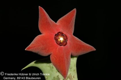 Orbea sprengeri subsp. commutata (Specks 90) (FH08,076) 001 – Asclepidarium