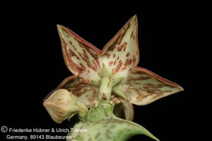 Orbea sprengeri subsp. commutata (Specks 90) (FH08,076) 008 – Asclepidarium
