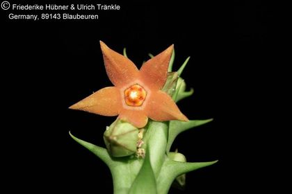 Orbea sprengeri subsp. foetida aff (Specks 5) (FH08,064) 002 – Asclepidarium