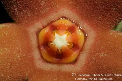 Orbea sprengeri subsp. foetida aff (Specks 5) (FH08,064) 005 – Asclepidarium
