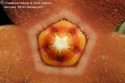 Orbea sprengeri subsp. foetida aff (Specks 5) (FH08,064) 006 – Asclepidarium