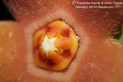 Orbea sprengeri subsp. foetida aff (Specks 5) (FH08,064) 007 – Asclepidarium