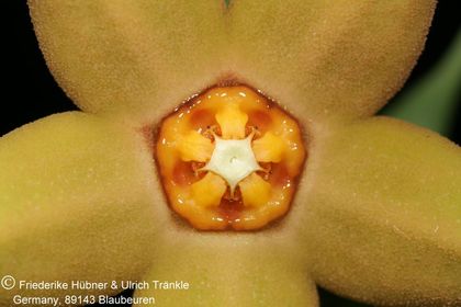 Orbea sprengeri subsp. foetida aff (Specks 6) (FH08,061) 001 – Asclepidarium