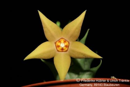 Orbea sprengeri subsp. foetida aff (Specks 6) (FH08,061) 004 – Asclepidarium