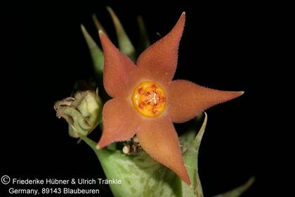 Orbea sprengeri subsp sprengeri (Specks 7) (FH08,074) 002 – Asclepidarium