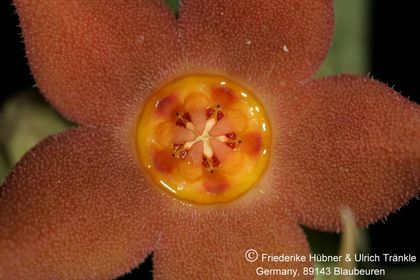 Orbea sprengeri subsp sprengeri (Specks 7) (FH08,074) 005 – Asclepidarium
