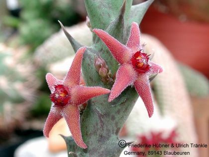 Orbea subterranea 3 – Asclepidarium