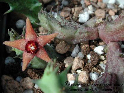 Orbea subterranea – Asclepidarium