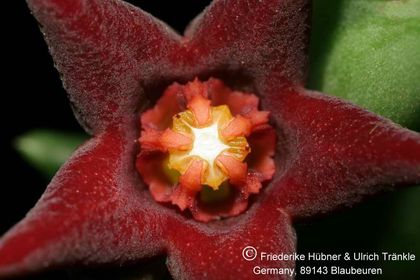 Orbea taitica (FH07,160) 004 – Asclepidarium