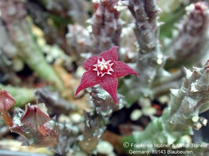 Orbea ubomboensis 1 – Asclepidarium