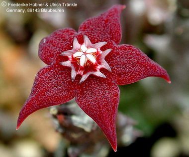Orbea ubomboensis 2 – Asclepidarium