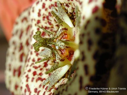 Orbea variegata Blüte seitlich – Asclepidarium