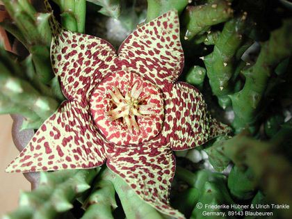 Orbea variegata Blütenvariante 2 – Asclepidarium