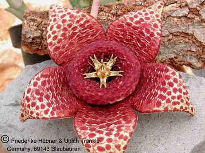 Orbea variegata dunkle Form 001 – Asclepidarium