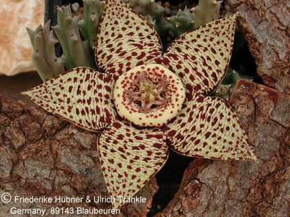 Orbea variegata Typstandort 1 – Asclepidarium