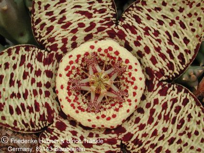 Orbea variegata Typstandort 3 – Asclepidarium