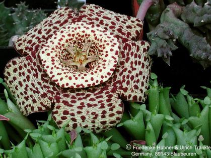 Orbea variegata Wiesbaden-Klon 2 – Asclepidarium