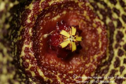 Orbea verrucosa Umdaus (FH06,042) 004 – Asclepidarium