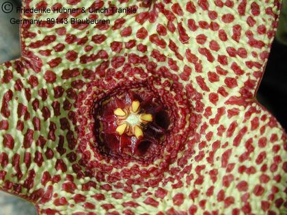 Orbea verrucosa var. fucosa 1 – Asclepidarium