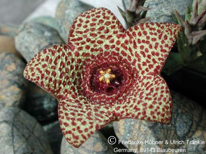 Orbea verrucosa var. fucosa 2 – Asclepidarium