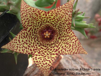 Orbea verrucosa var fucosa (8 km NW Kasouga) 1 – Asclepidarium