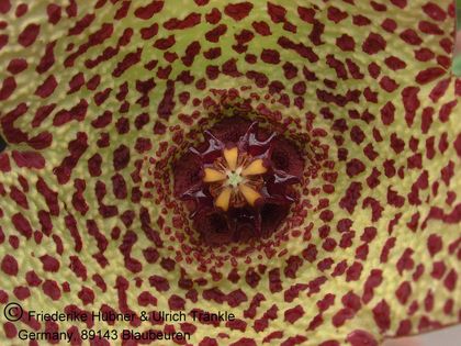 Orbea verrucosa var fucosa (8 km NW Kasouga) 2 – Asclepidarium