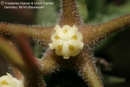 Orbea wissmannii ssp parviloba (AlFarsi A254) (FH07,206) 003 – Asclepidarium