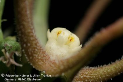 Orbea wissmannii ssp parviloba (AlFarsi A254) (FH07,206) 005 – Asclepidarium