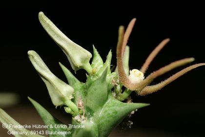 Orbea wissmannii ssp parviloba (AlFarsi A254) (FH07,206) 006 – Asclepidarium