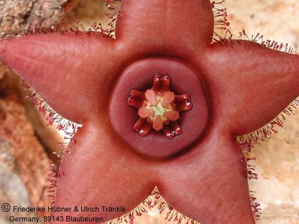 Orbea woodii 5 – Asclepidarium