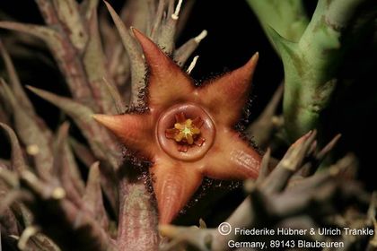 Orbea woodii (FH07,098) 002 – Asclepidarium