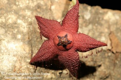 Orbea woodii (FH07,147) 002 – Asclepidarium